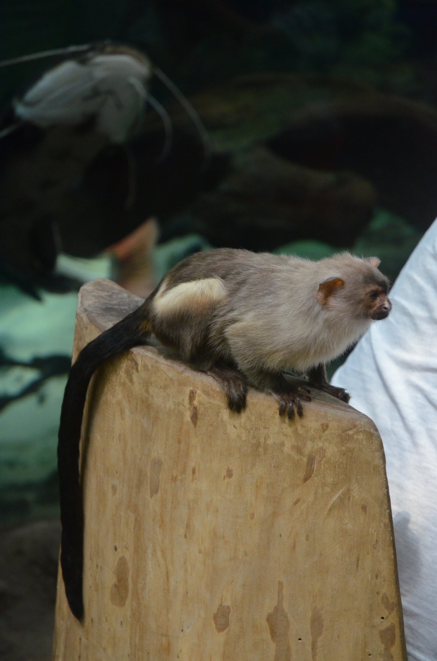 Black-tailed Marmoset Investigates at Duisburg, 17/06/19
