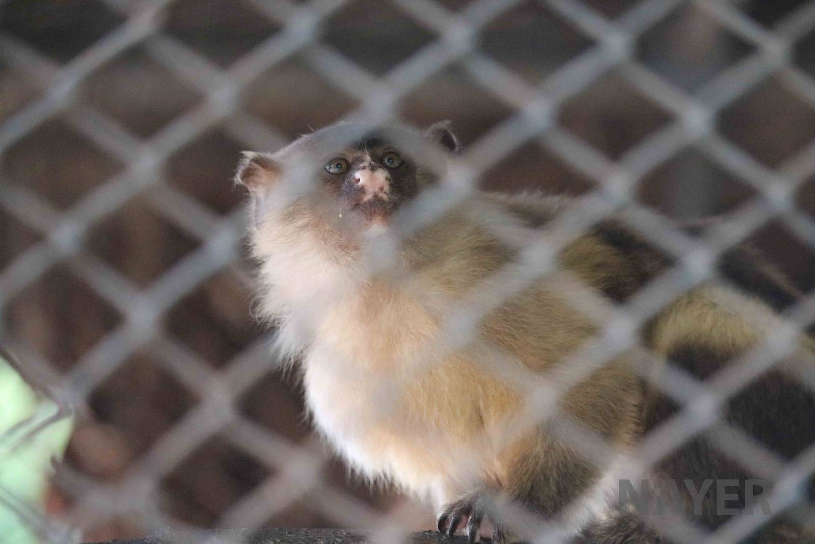 Black-tailed marmoset, March 2016