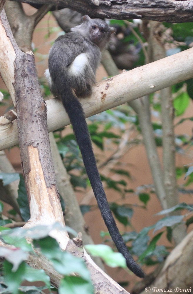 Black-tailed Marmoset (Mico melanurus)