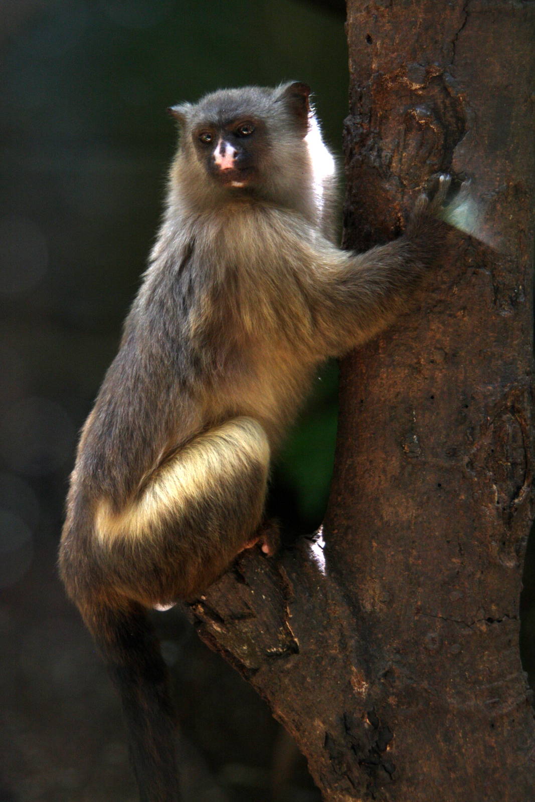 black-tailed marmoset (Mico melanurus)