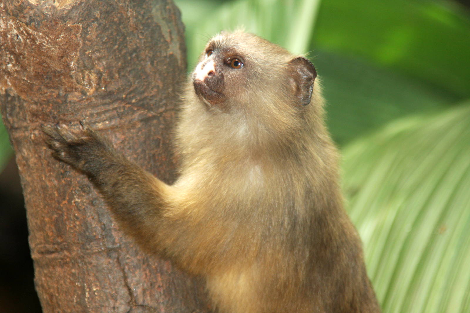 black-tailed marmoset (Mico melanurus)