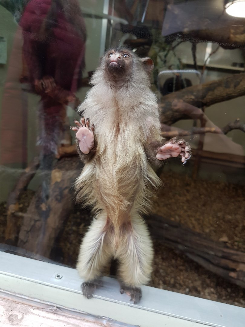 Black-Tailed Marmoset - Shaldon Wildlife Trust - January, 2017