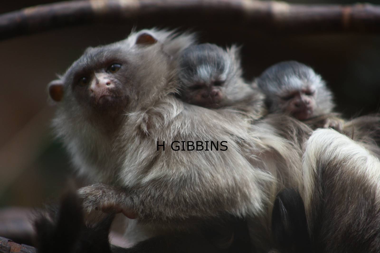 Black-tailed Marmoset Twins
