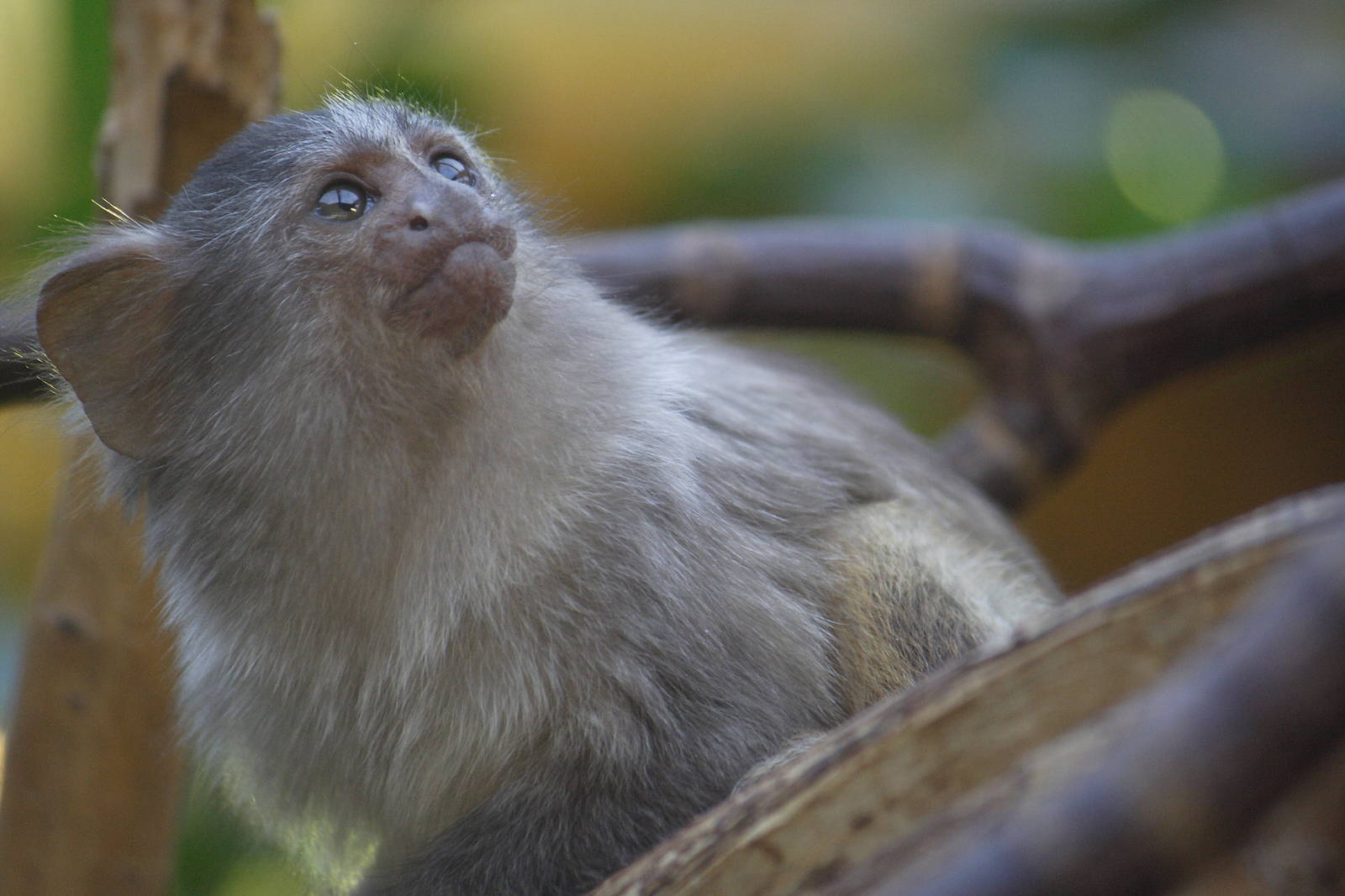 Black-tailed marmoset youngster