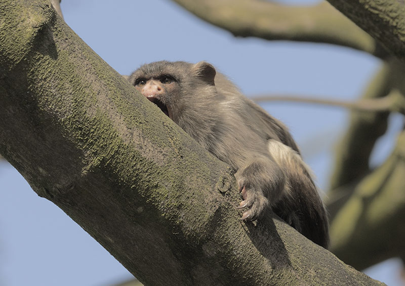 Black-tailed marmoset