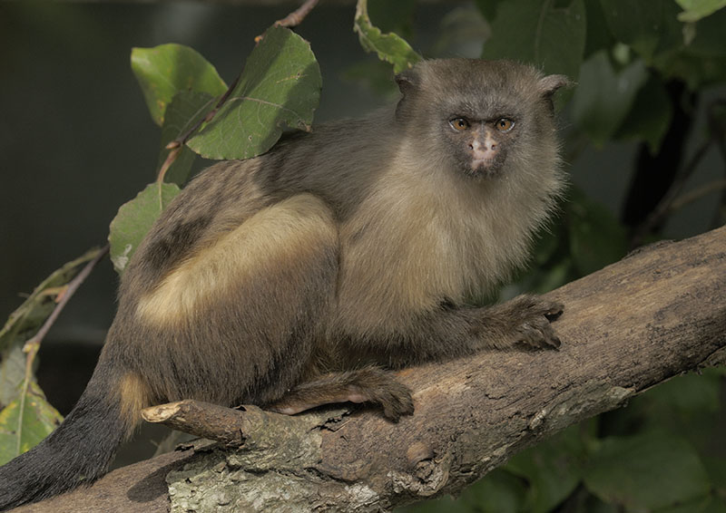 Black-tailed marmoset