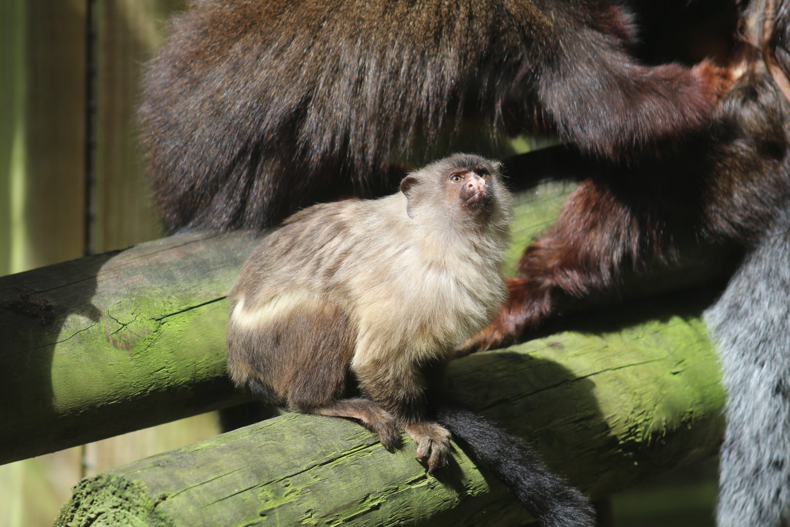 Black-Tailed Marmoset