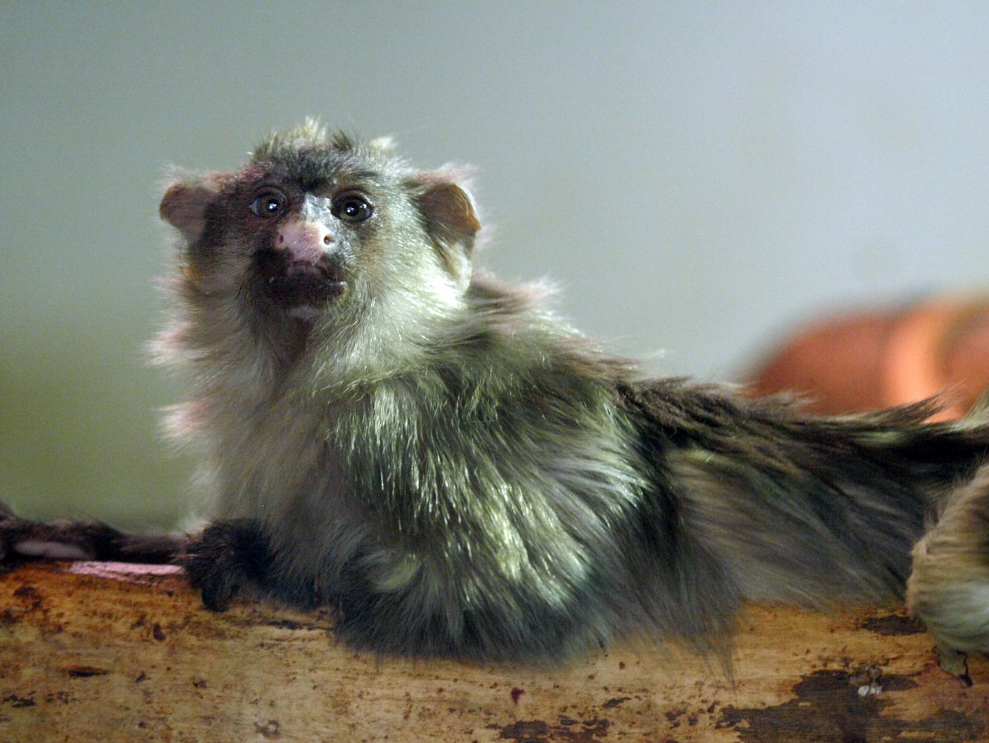 Black tailed marmoset