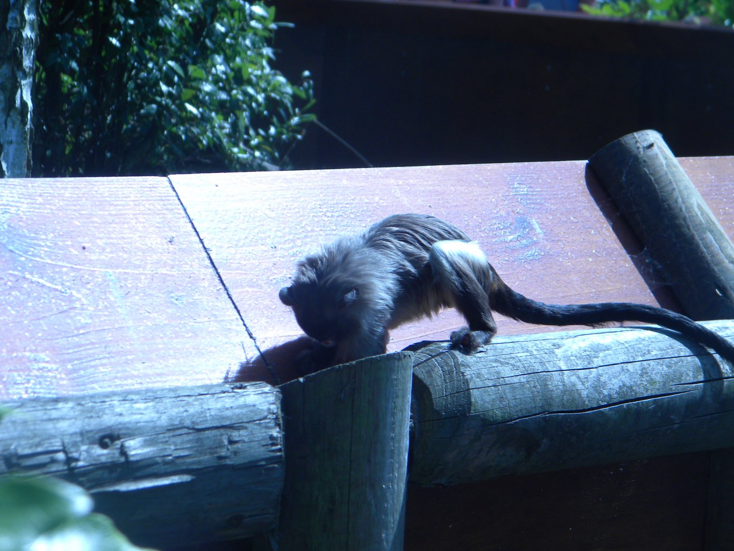 Black-tailed Marmoset
