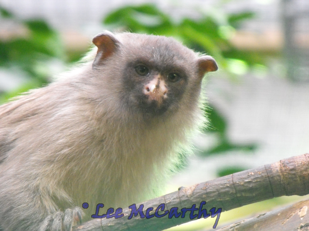 Black Tailed Marmoset