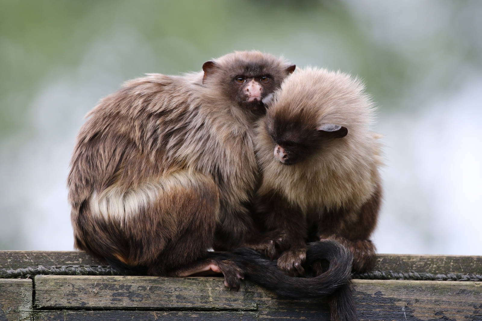 Black-tailed Marmosets