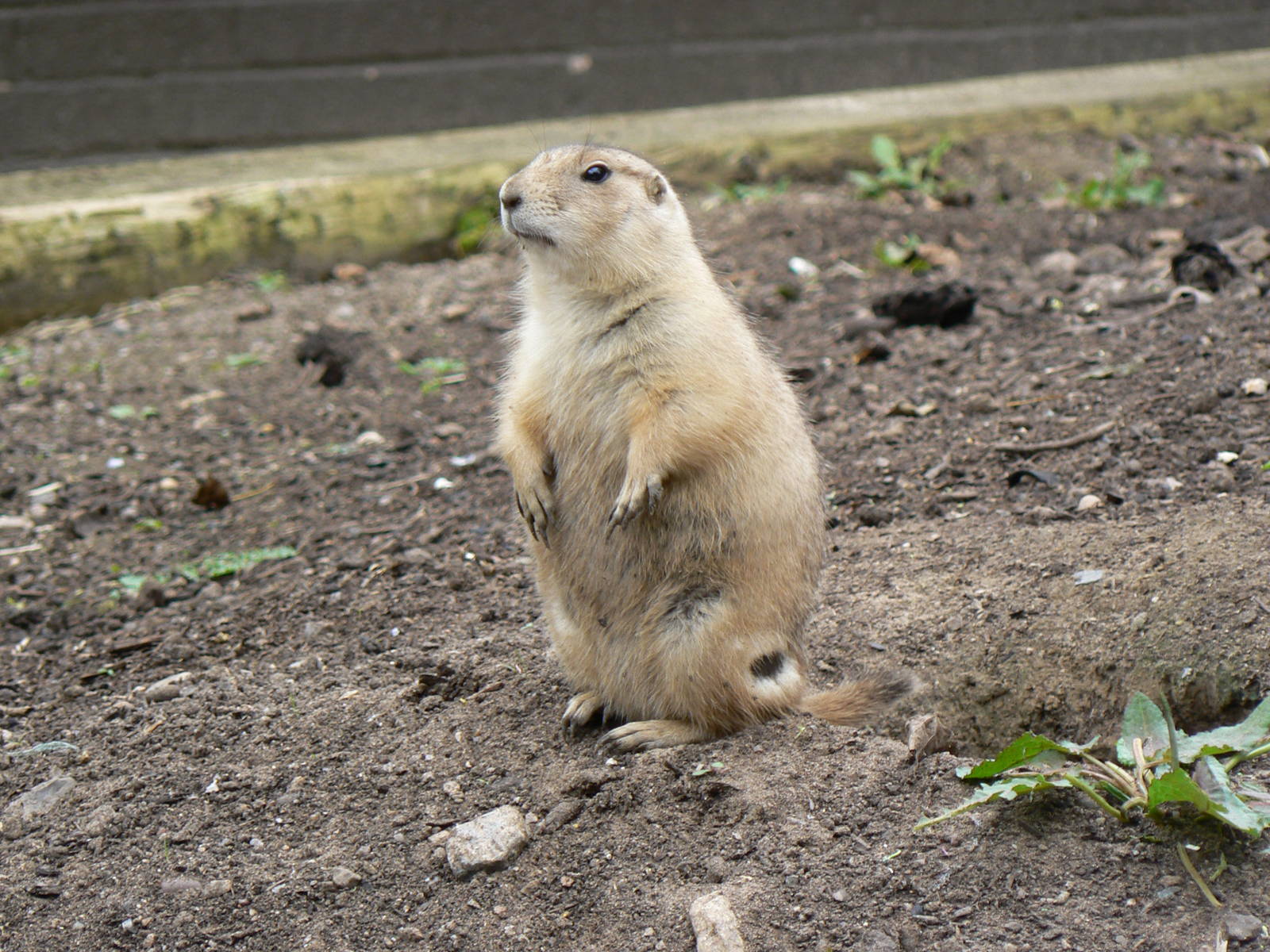Black-tailed Marmot- 17 October 2015