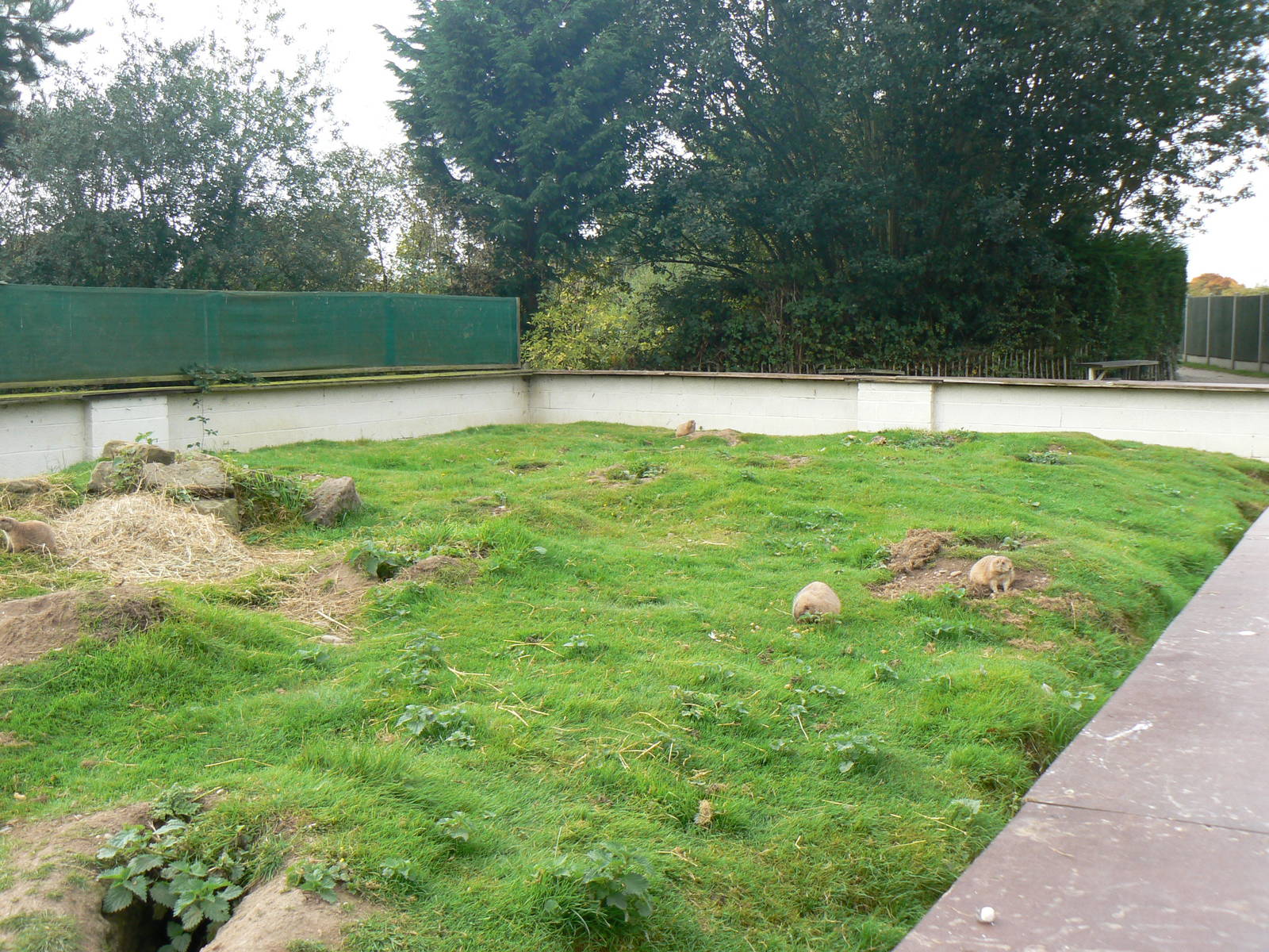Black-tailed Marmot Enclosure