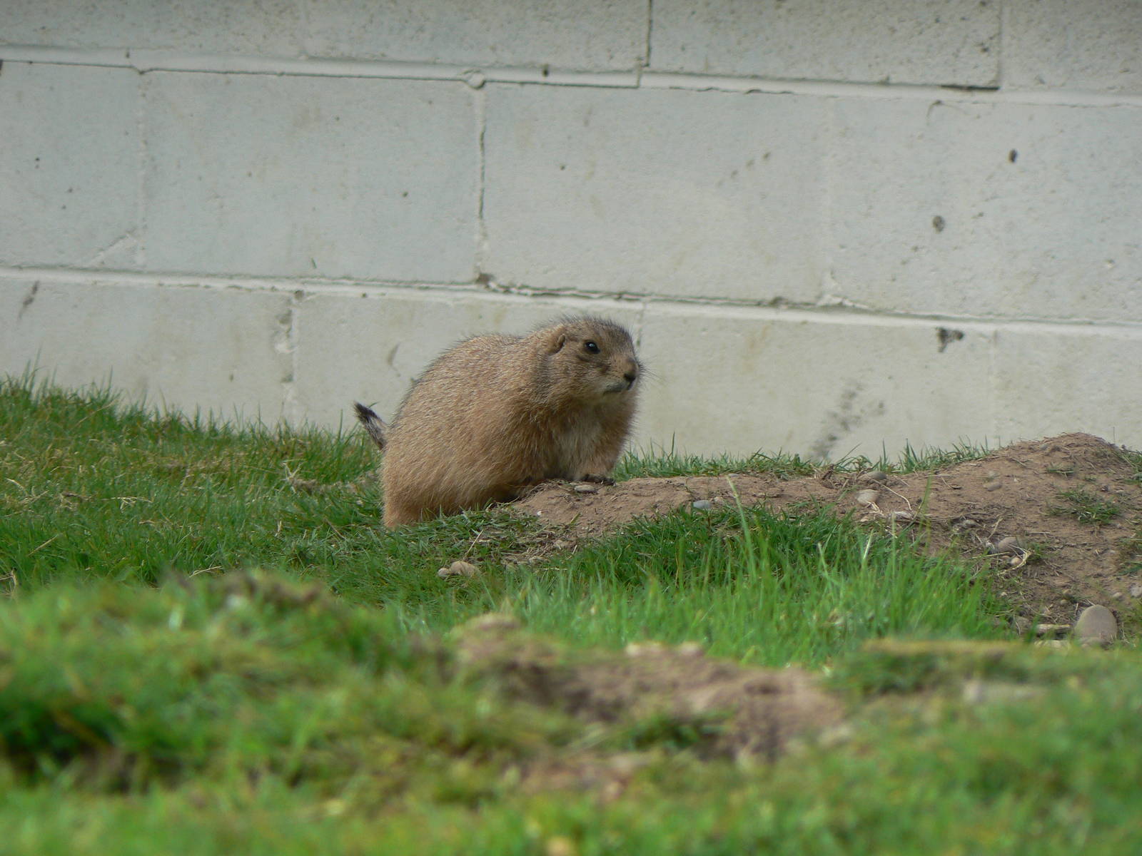 Black-tailed Marmot