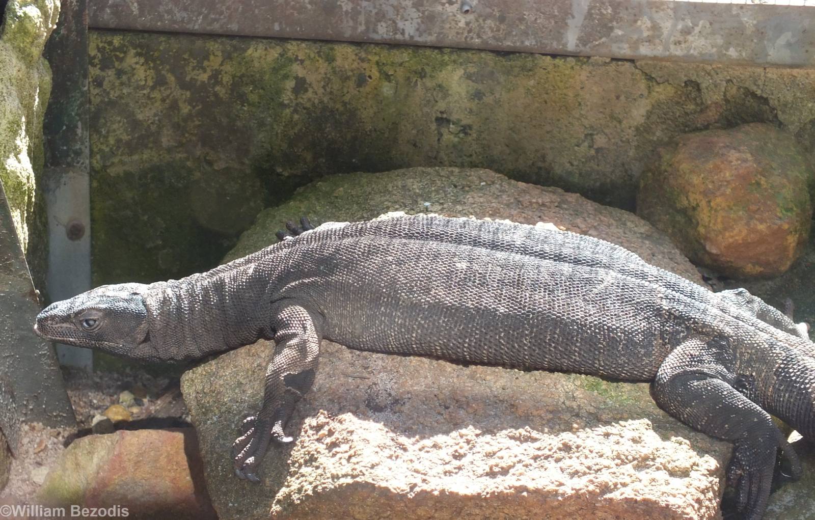 Black-tailed Monitor