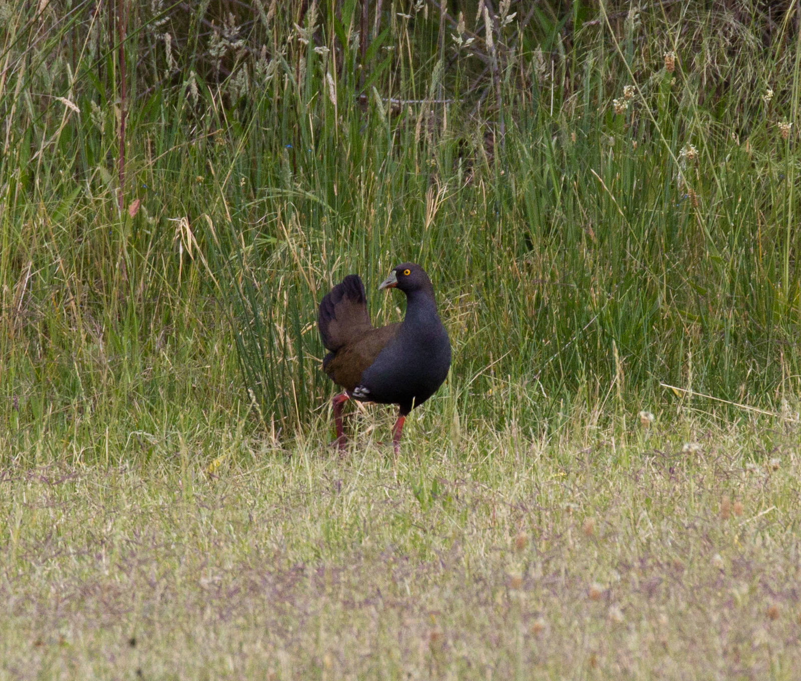 Black-tailed Native Hen