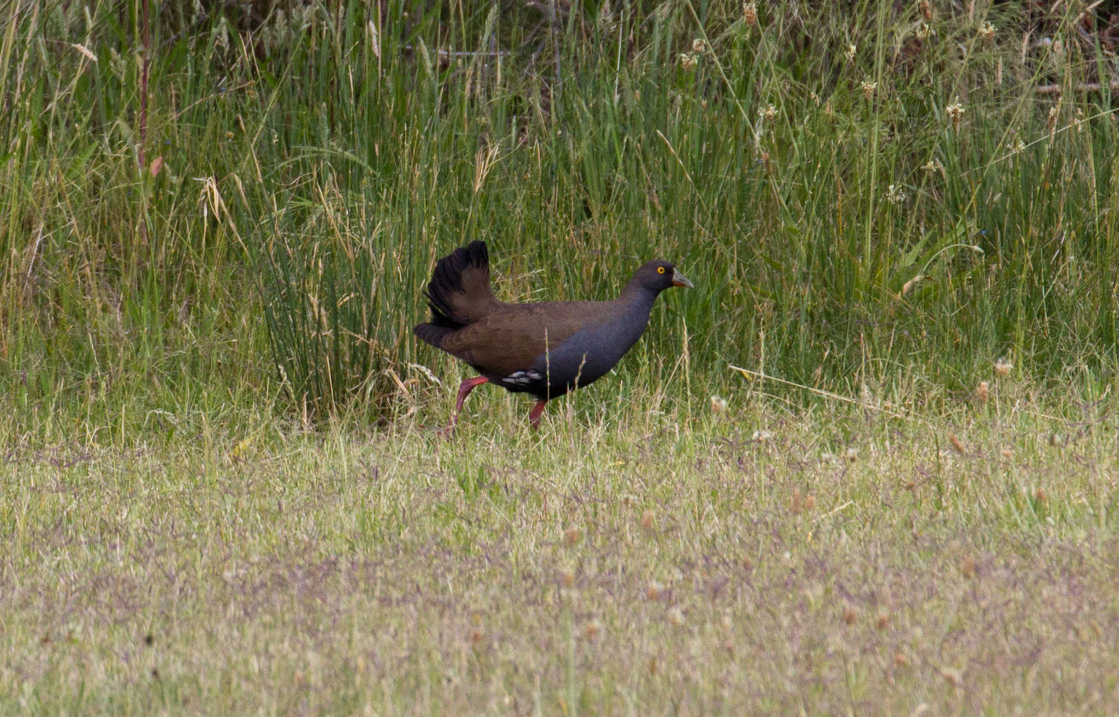 Black-tailed Native Hen