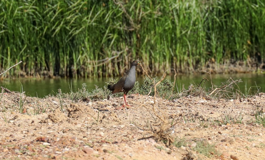 Black-tailed Native Hen