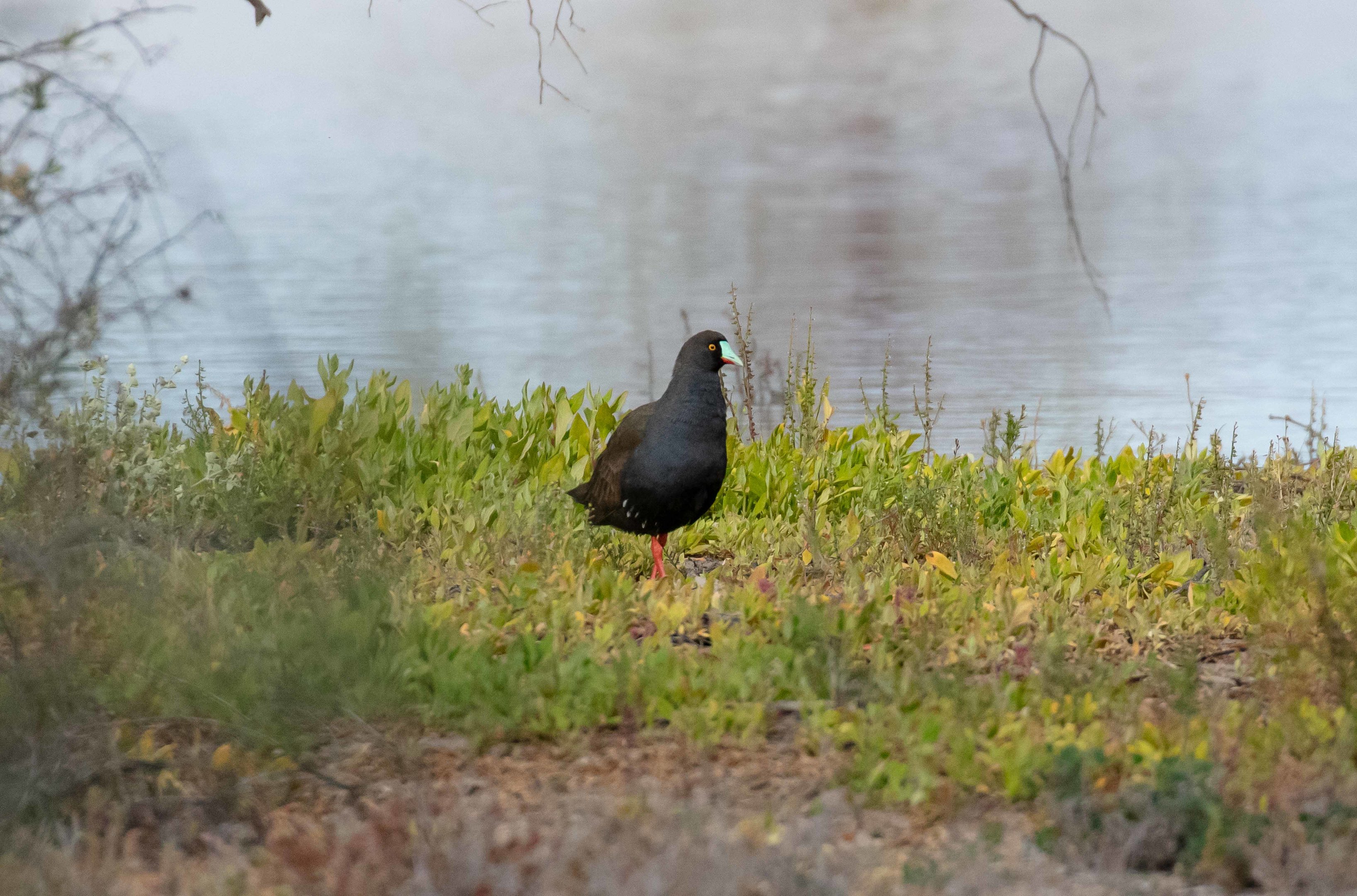 Black-tailed Native Hen