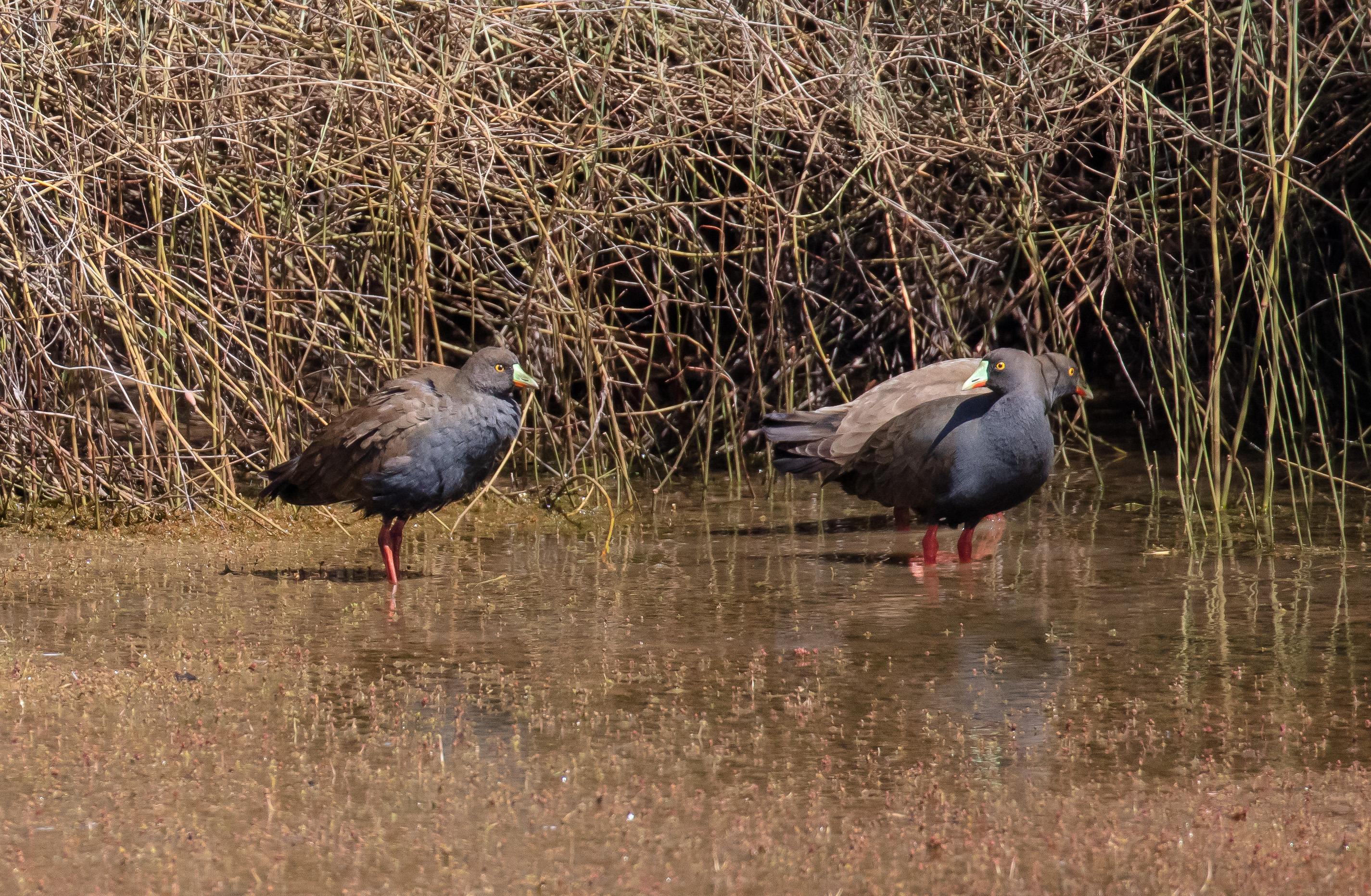 Black-tailed Native Hens
