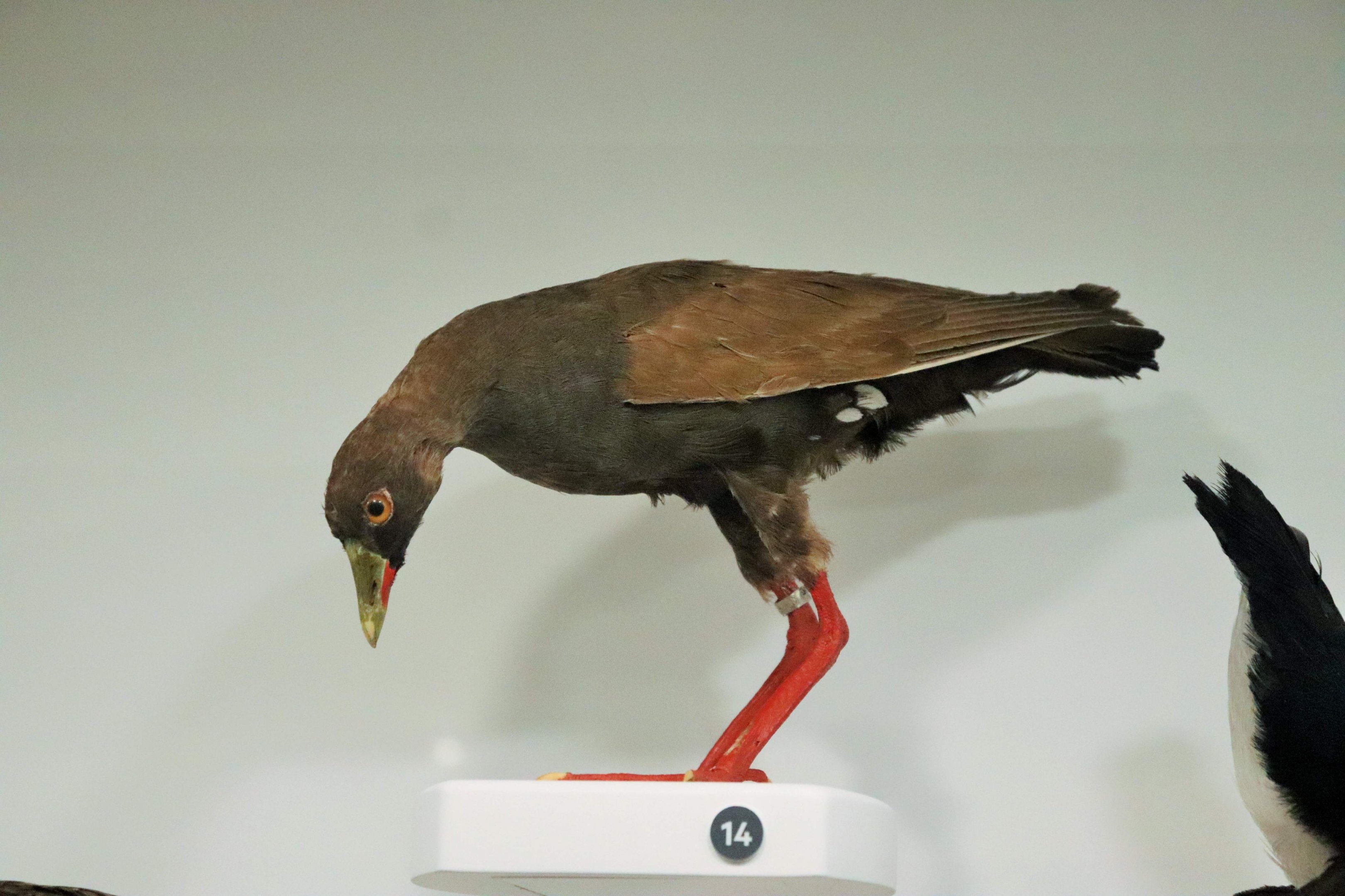 Black-tailed Nativehen (Tribonyx ventralis)