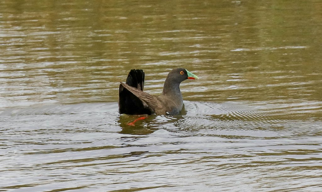 Black-tailed Nativehen