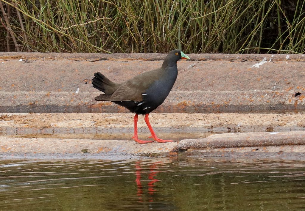 Black-tailed Nativehen