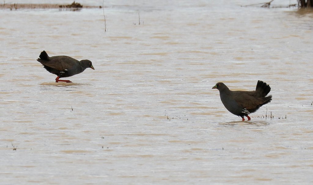 Black-tailed Nativehen
