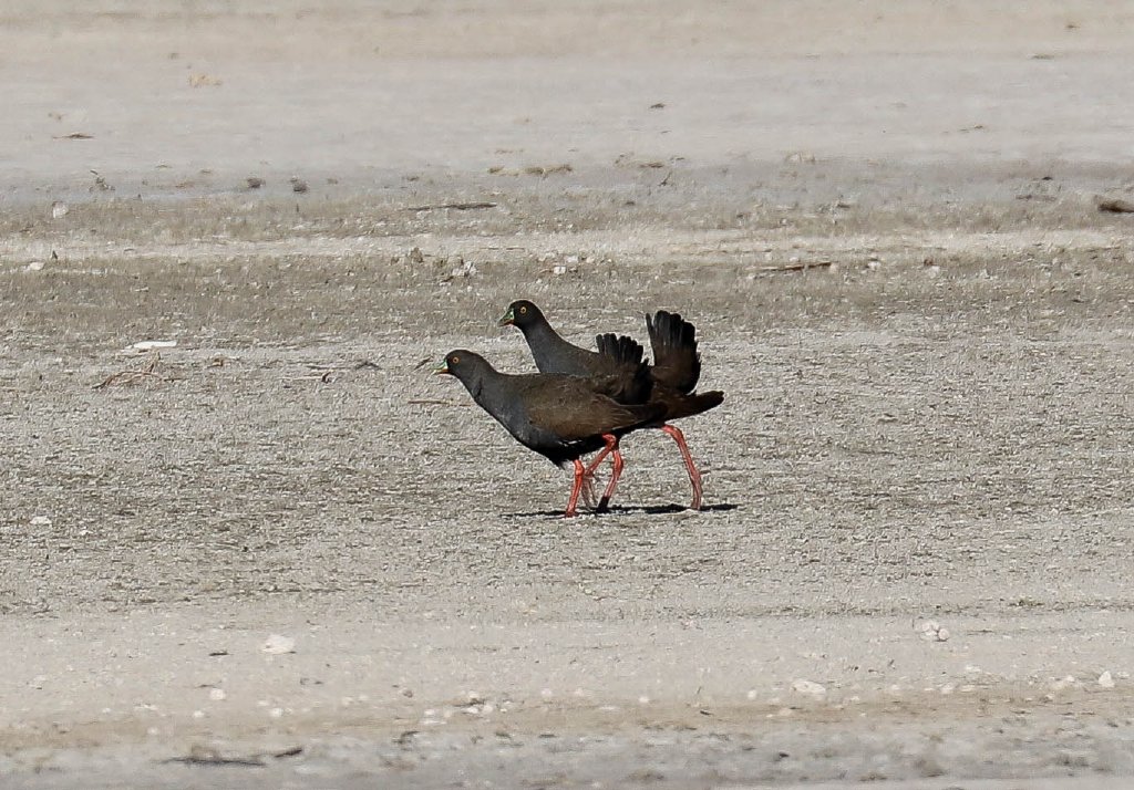 Black-tailed Nativehens