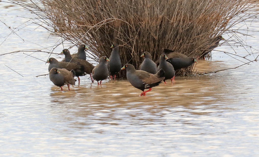 Black-tailed Nativehens