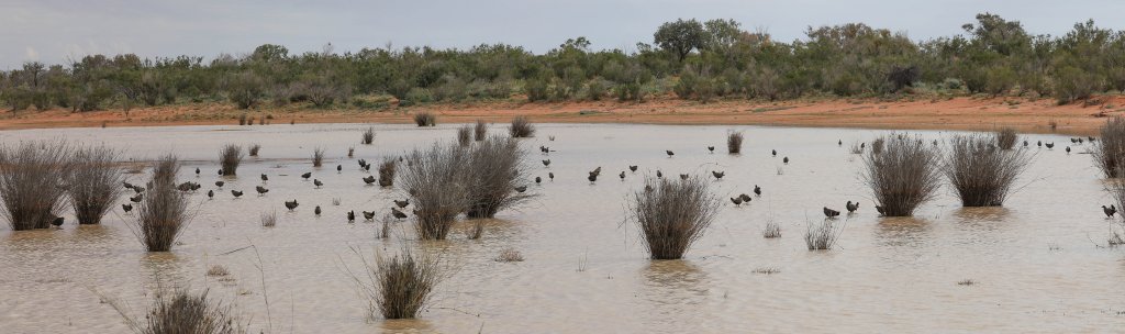 Black-tailed Nativehens