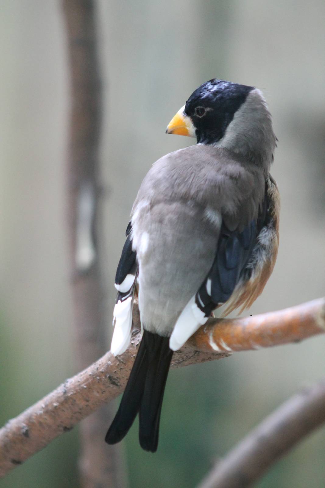 black-tailed or Chinese grosbeak (Coccothraustes migratorius)
