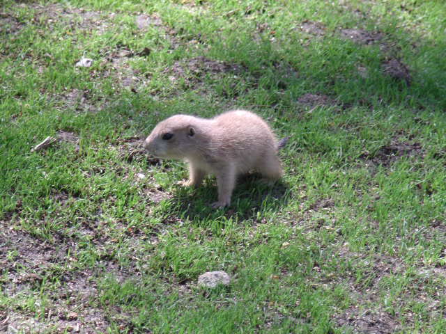 Black-Tailed Pairie Dog Pup