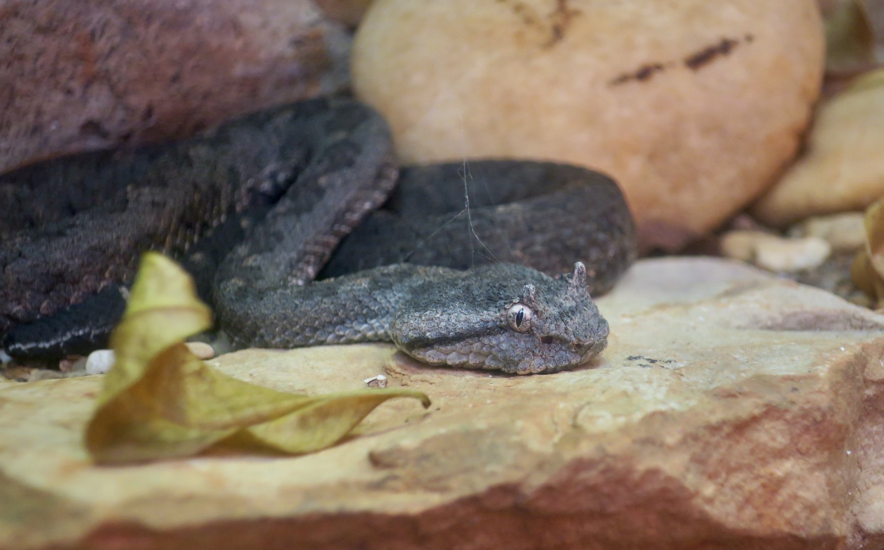Black-Tailed Pit Viper (Mixcoatlus melanurus)