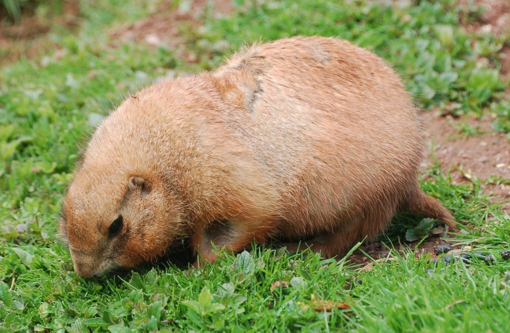 Black-tailed Praire Dog - Cynomys ludovicianus