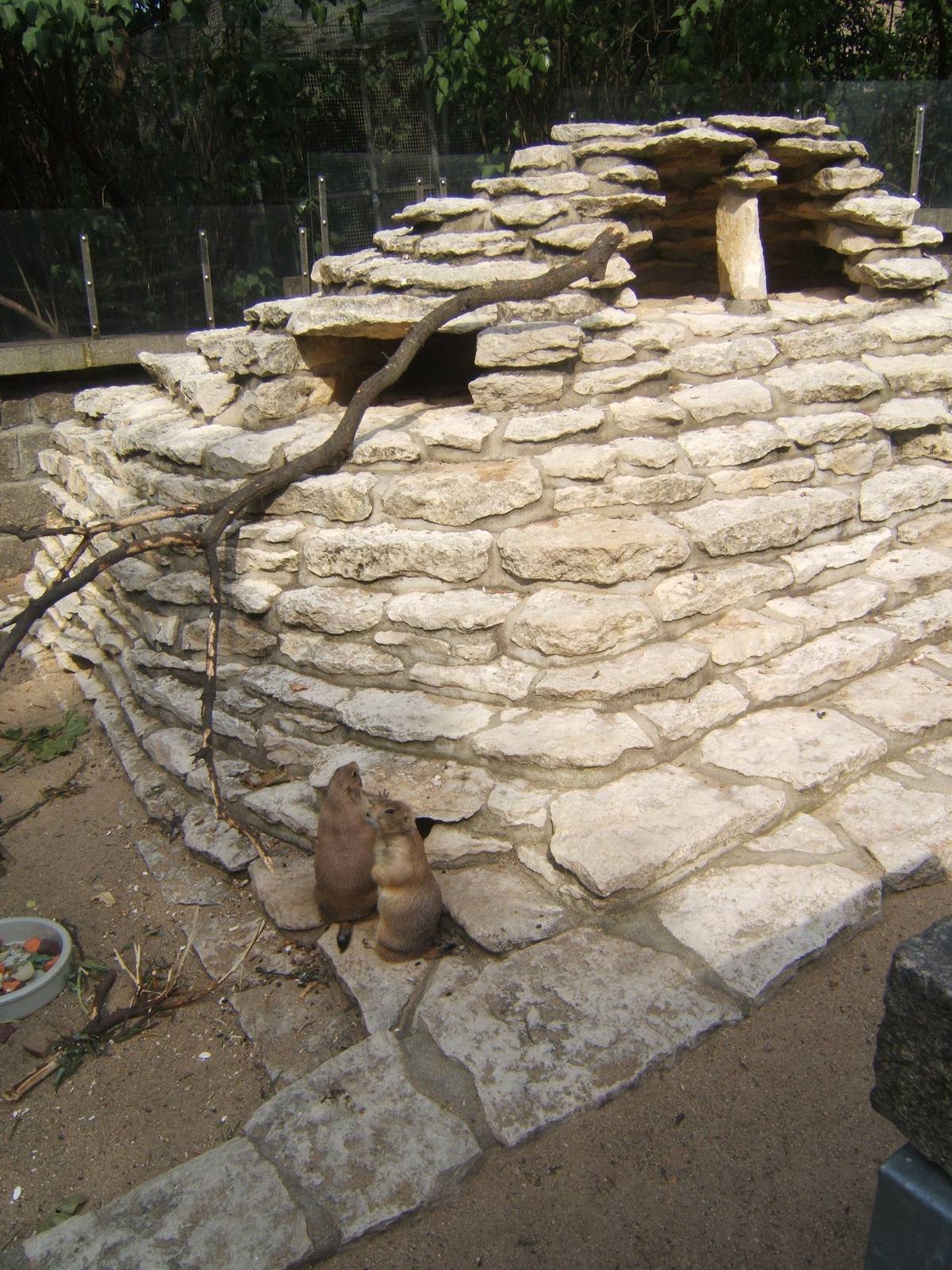 Black-tailed Praire Dog exhibit view