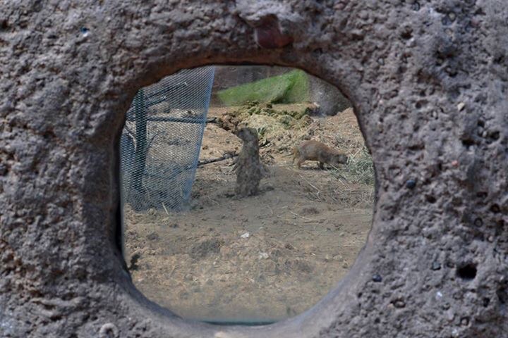 Black-tailed Praire Dog Exhibit