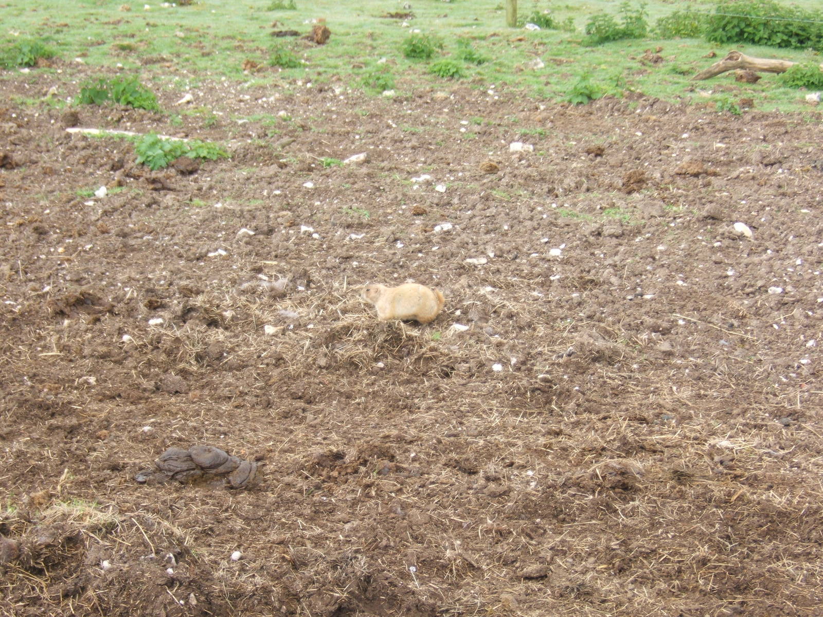 Black-tailed Praire Dog