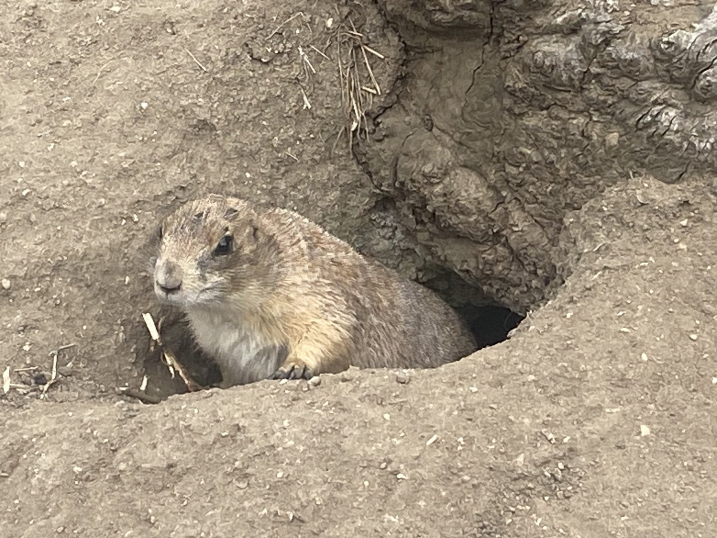Black-tailed prairie dog 040824