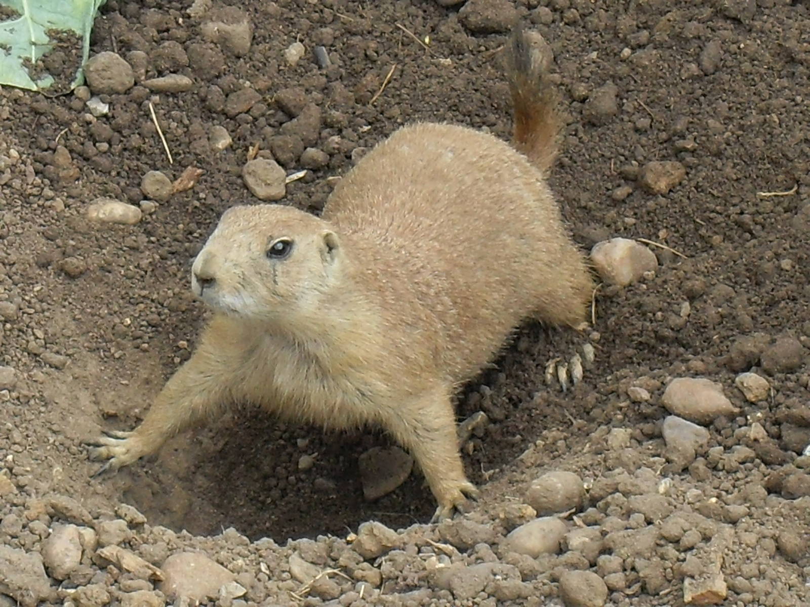 black-tailed prairie dog 07/10
