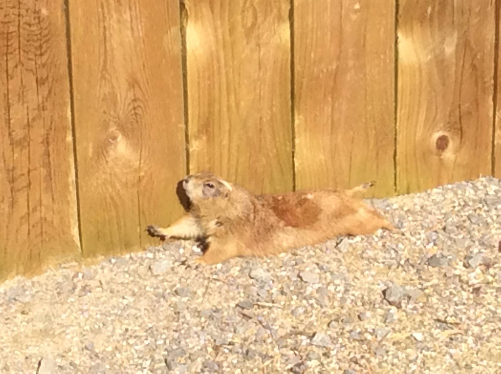 Black-tailed Prairie Dog 090314