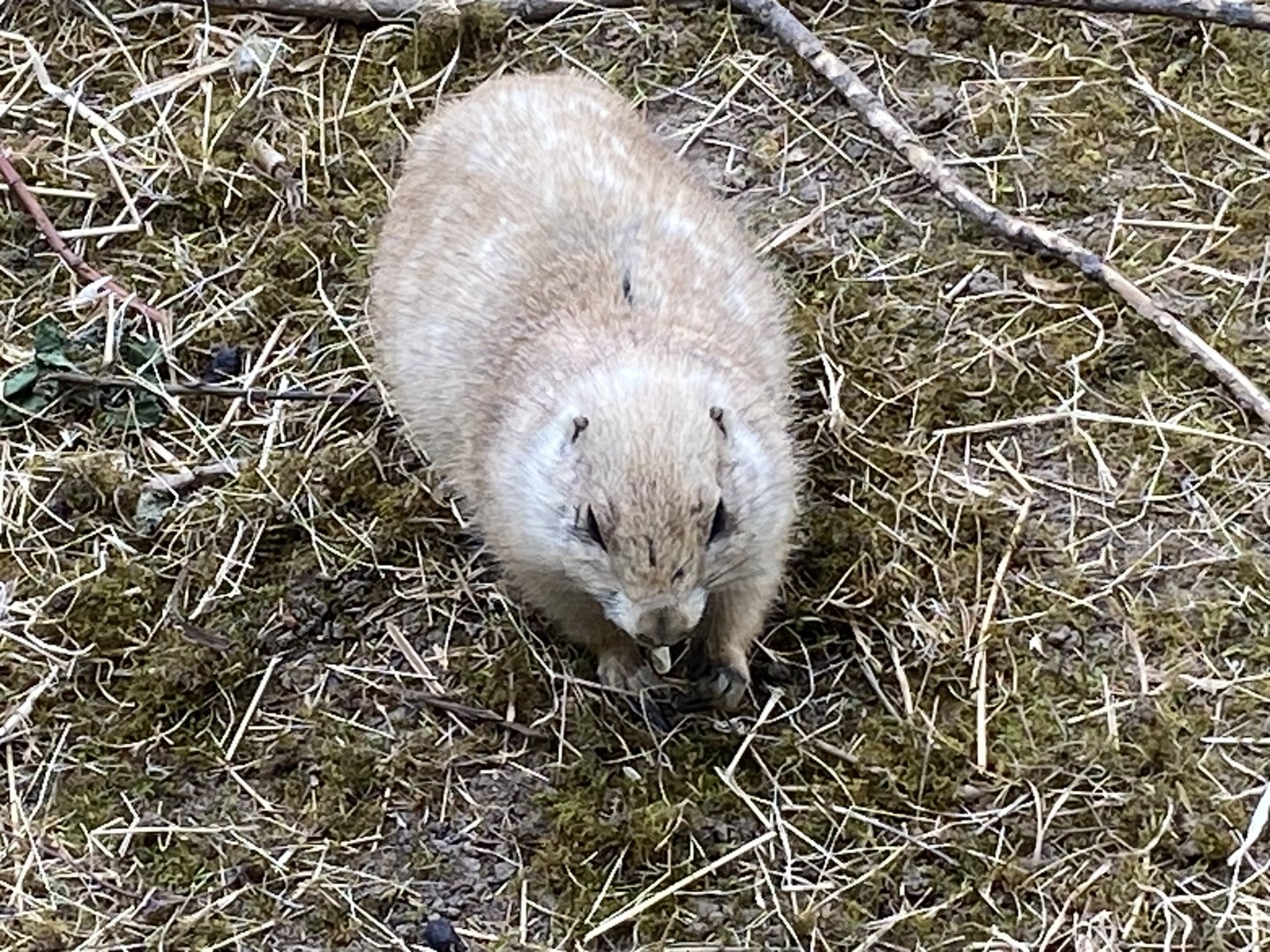Black-tailed prairie dog 090525