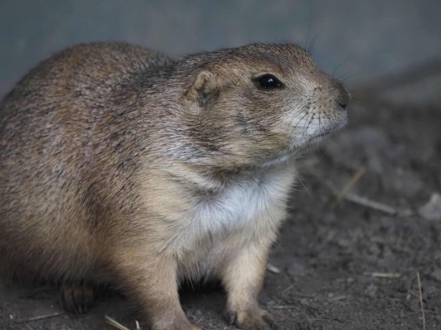 Black-Tailed Prairie Dog 1