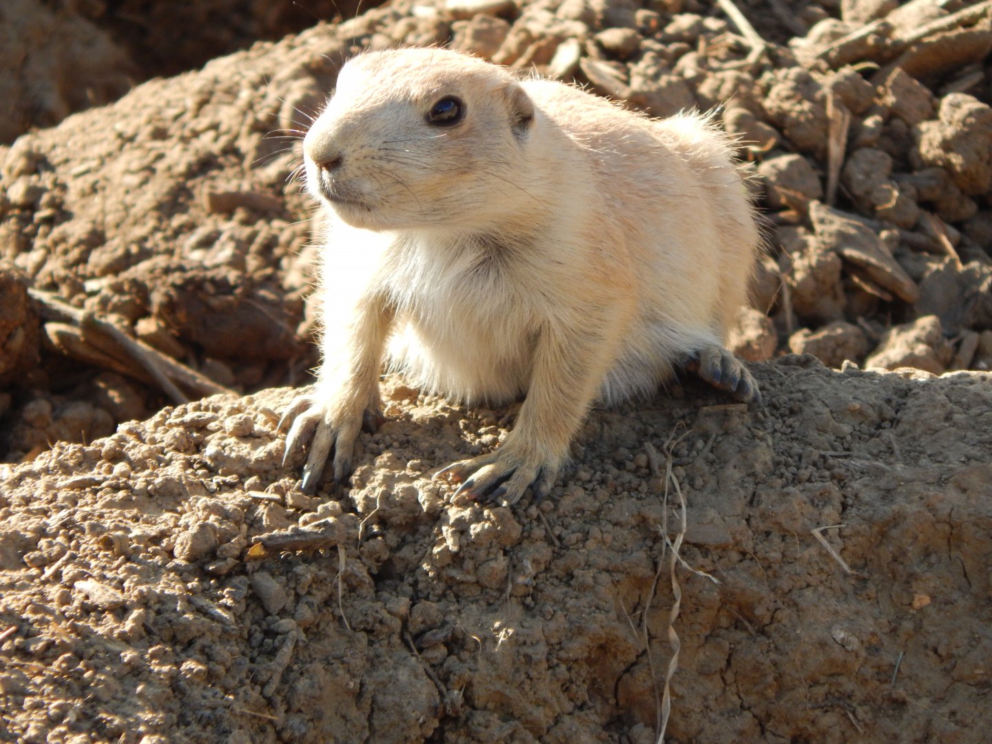 Black-tailed prairie dog 150524
