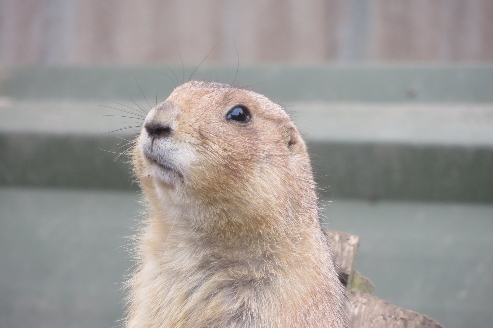 Black-tailed prairie dog 170219
