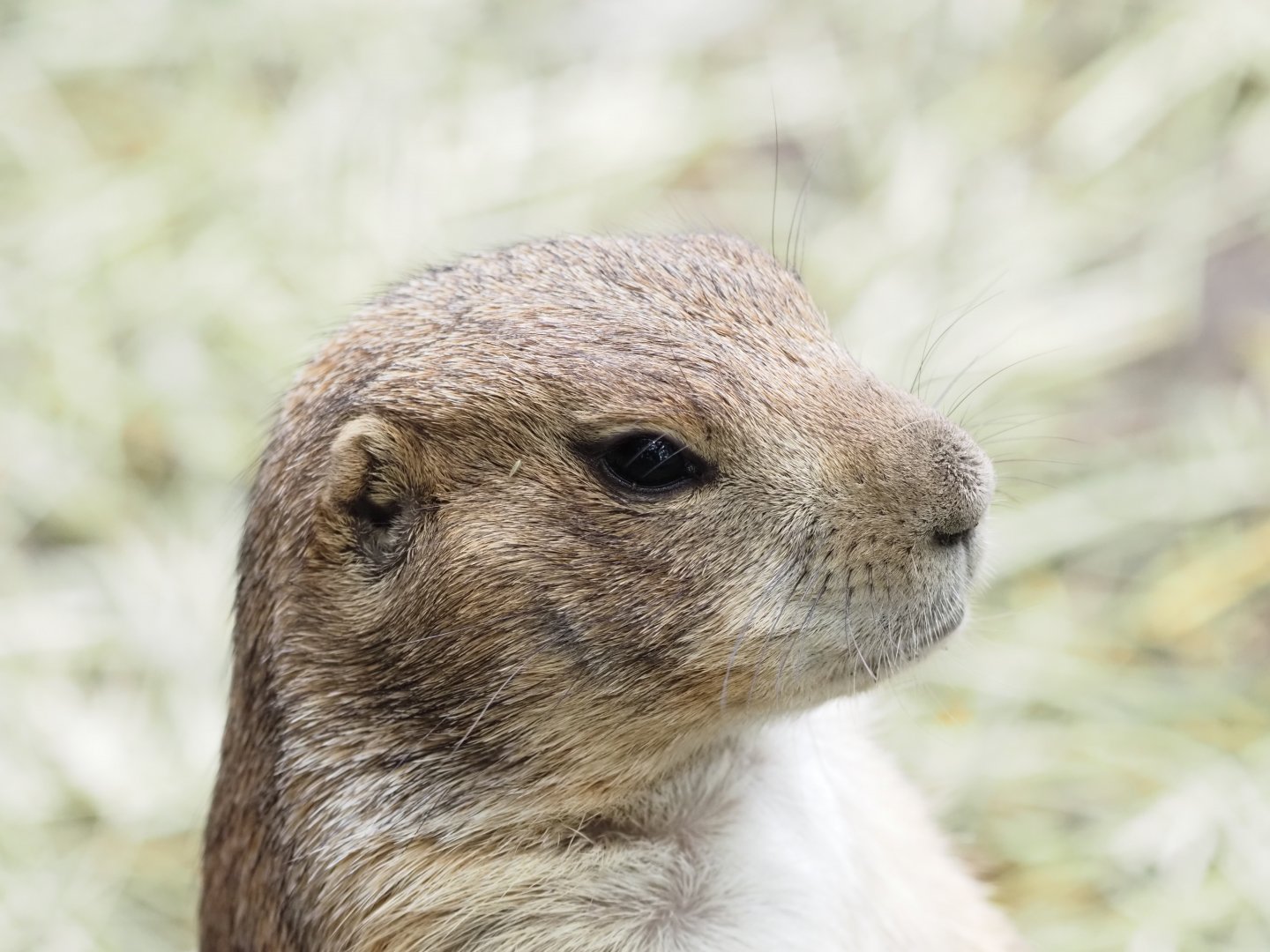 Black-Tailed Prairie Dog 2