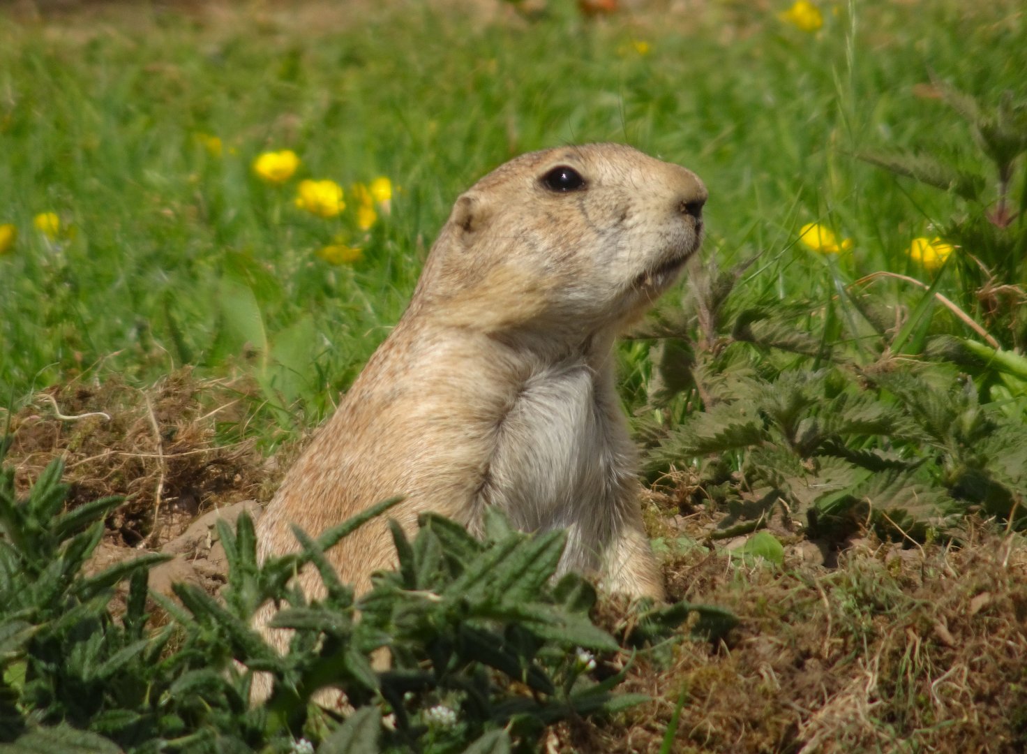 Black-tailed prairie dog 20 May 2025