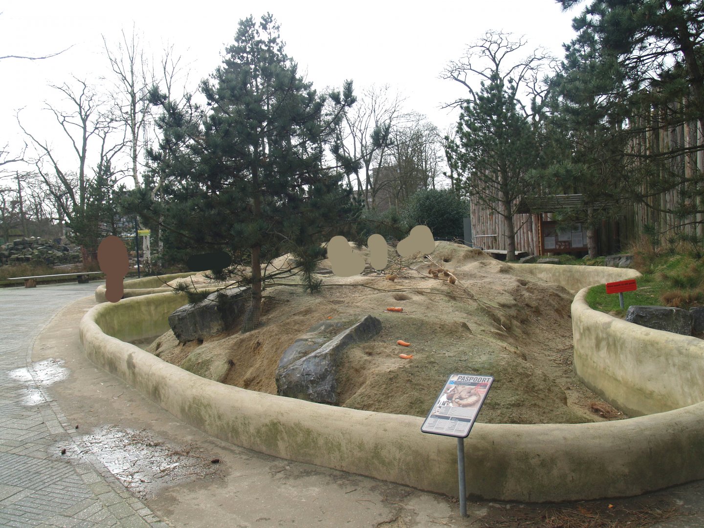 Black-tailed prairie dog, 2008-03-01