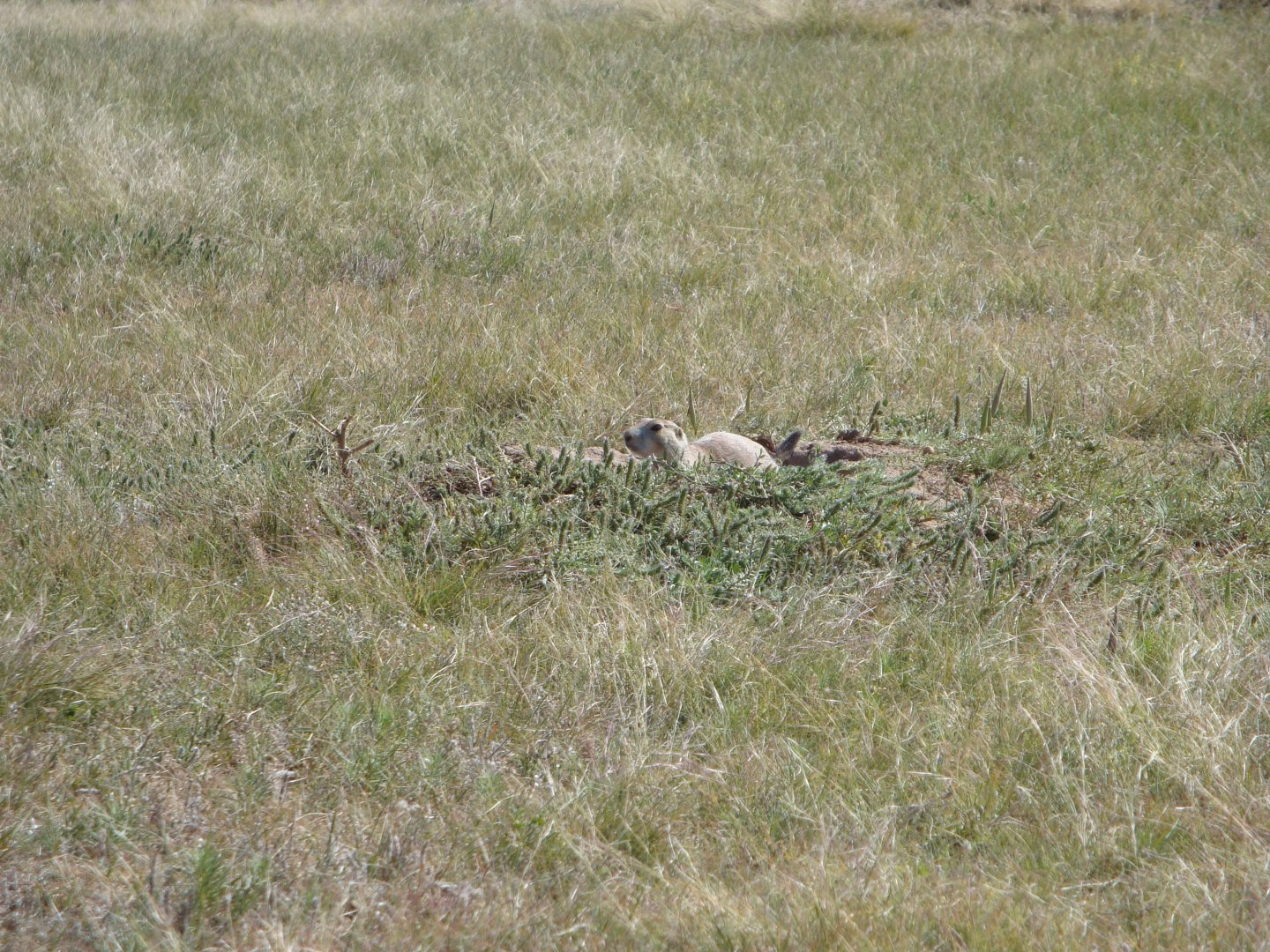 Black-tailed Prairie Dog (2008)