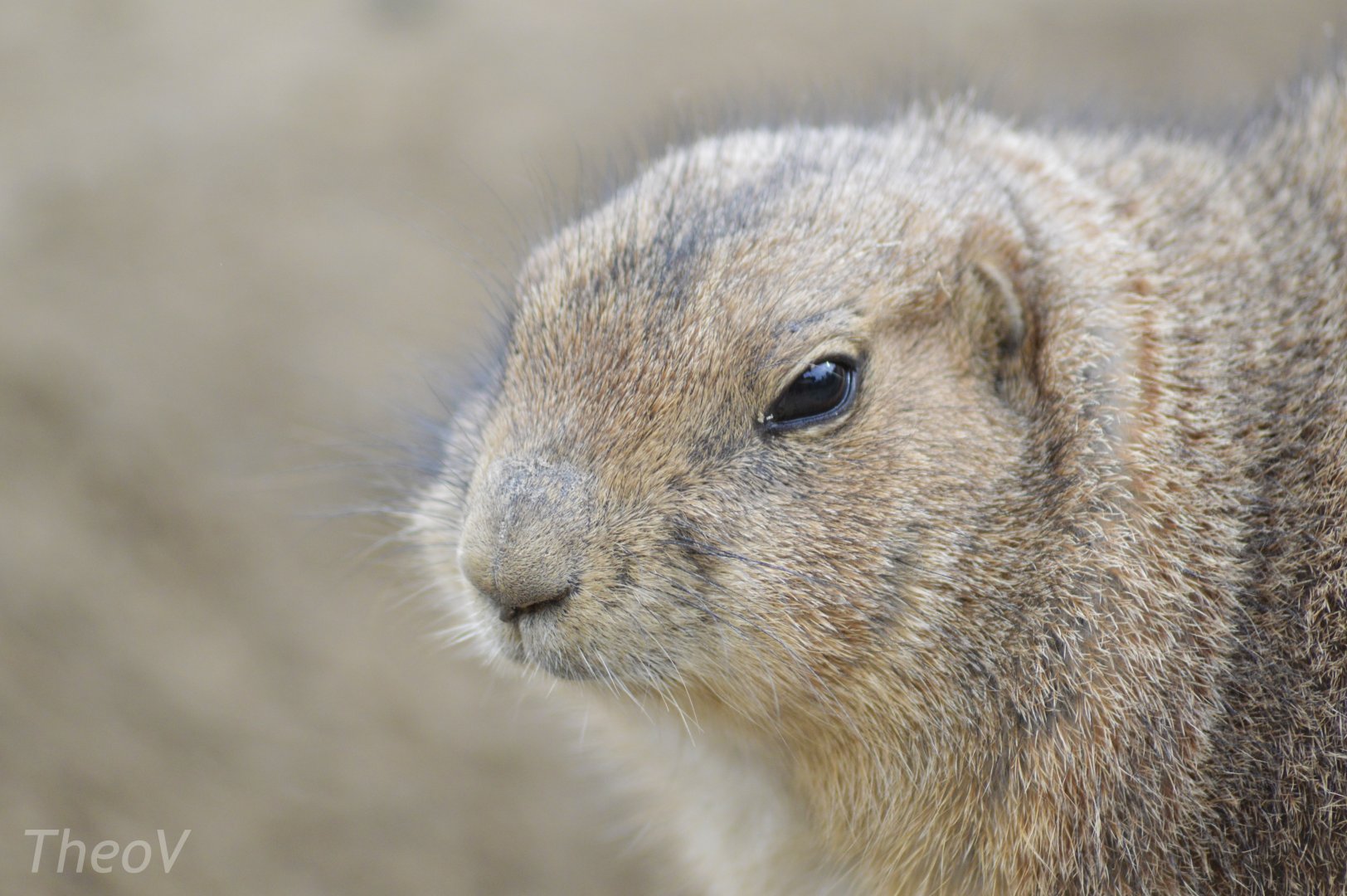 Black-tailed prairie dog [2017]